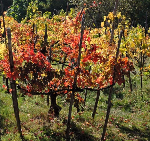 Vigne a Maggiorina / MAGGIORA